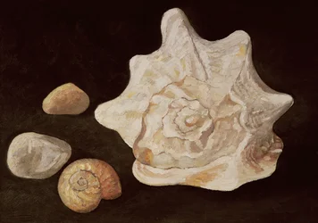 Conch Shell